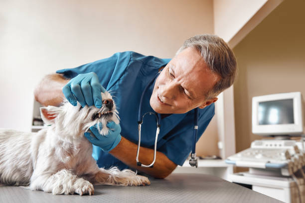  Buchanan, GA Emergency Dentist Pros